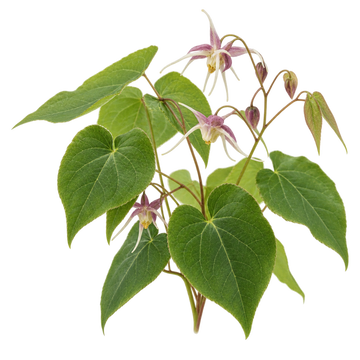 Epimedium
